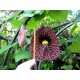 Кирказон трубчатый (Aristolochia)